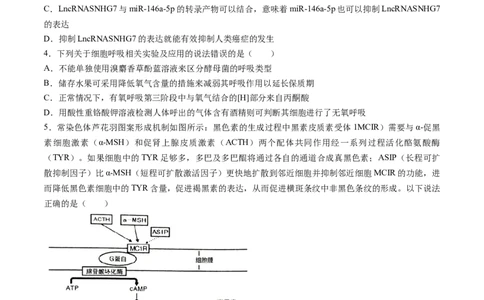 2024届湖南省岳阳市高三下学期第二次教学质量监测（岳阳二模）生物(1)_2024年3月_013月合集_2024届湖南省岳阳市高三下学期第二次教学质量监测（岳阳二模）