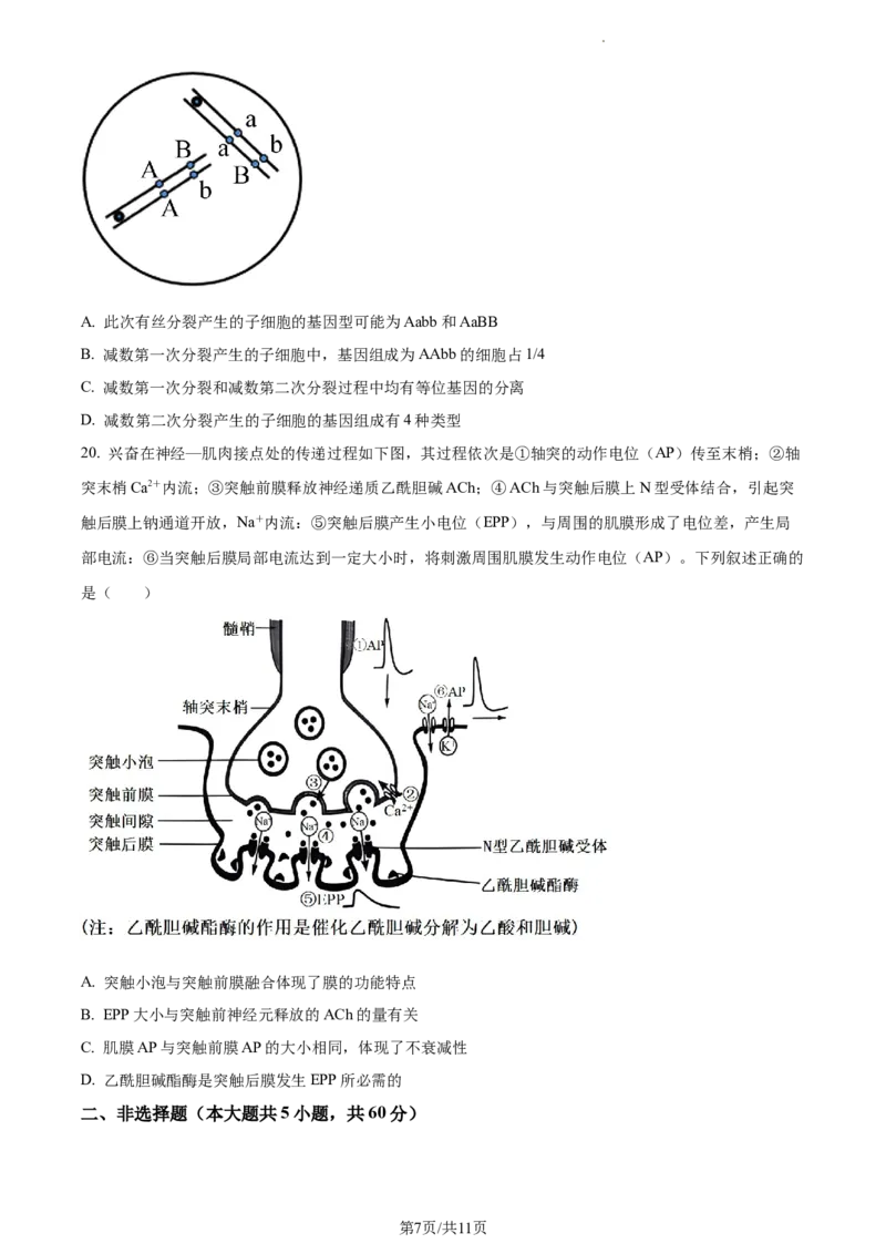 2024届浙江省绍兴市高三下学期4月适应性考试生物试卷Word版无答案_2024年4月_01按日期_14号_2024届浙江省绍兴市高三下学期4月二模
