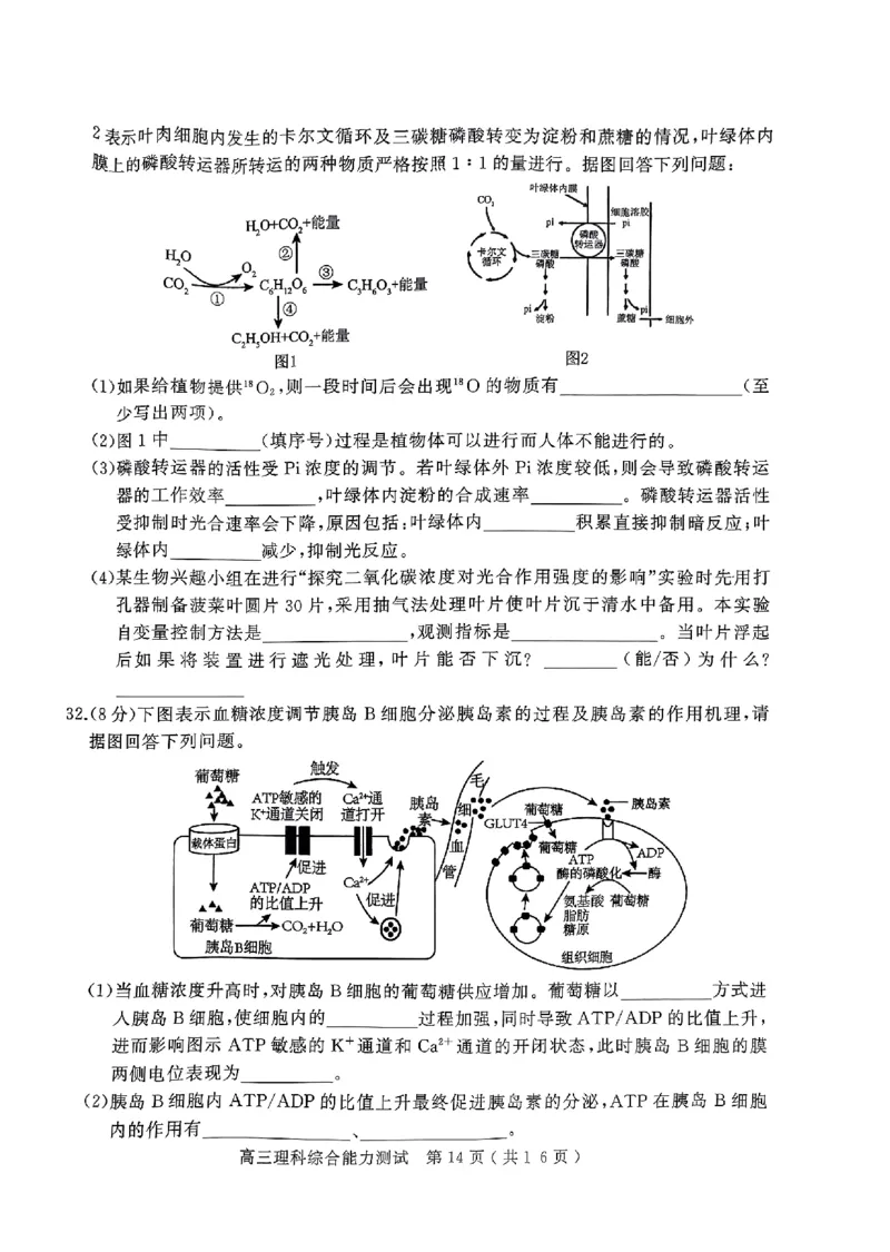 2024年河南省五市高三第一次联考理综试题_2024年3月_013月合集_2024届河南省五市高三下学期第一次联考_2024年河南省五市高三第一次联考理综试题及答案