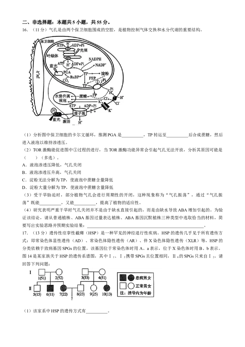 2024重庆市巴蜀中学高三4月适应性月考卷（八）生物(1)_2024年4月_024月合集_2024届重庆市巴蜀中学高三4月适应性月考卷（八）