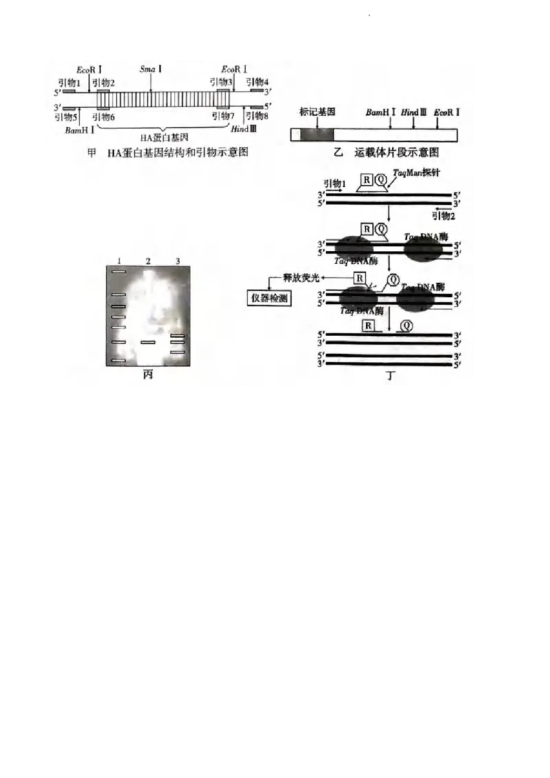2024届重庆市八中高三高考3月适应性月考卷（五）生物试题_2024年3月_013月合集_2024届重庆市第八中学高考适应性月考卷（五）
