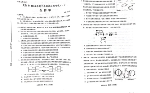 2024届贵州省贵阳市高三一模生物试题_2024年2月_01每日更新_24号_2024届贵州省贵阳市高三年级适应性考试（一）_贵州省贵阳市2024年高三年级适应性测试（一）生物