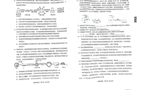 2024届贵州省贵阳市高三一模生物试题_2024年2月_01每日更新_24号_2024届贵州省贵阳市高三年级适应性考试（一）_贵州省贵阳市2024年高三年级适应性测试（一）生物