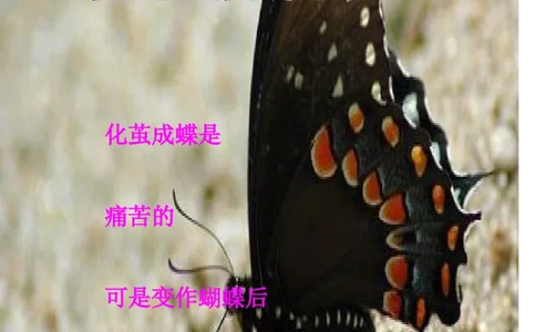 职业生涯规划&mdash;&mdash;外语系_E6-职业规划_24外语专业