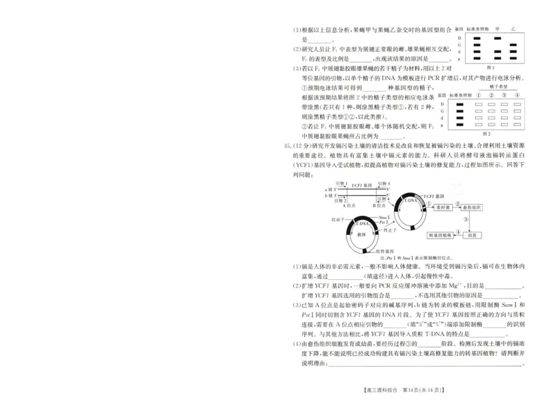 2024届高三年级第二次模拟考试理综试卷_2024年3月_013月合集_2024届河南省新乡市高三下学期第二次模拟考试_2024届河南省新乡市高三下学期第二次模拟考试-理综