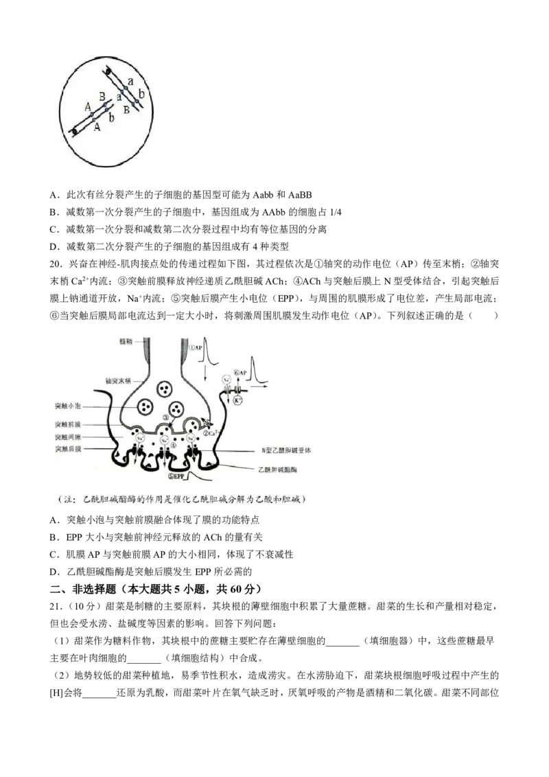 2024届浙江省绍兴市高三下学期4月适应性考试（二模）生物试卷(1)_2024年5月_025月合集_2024届浙江省绍兴市高三下学期4月适应性考试（二模）