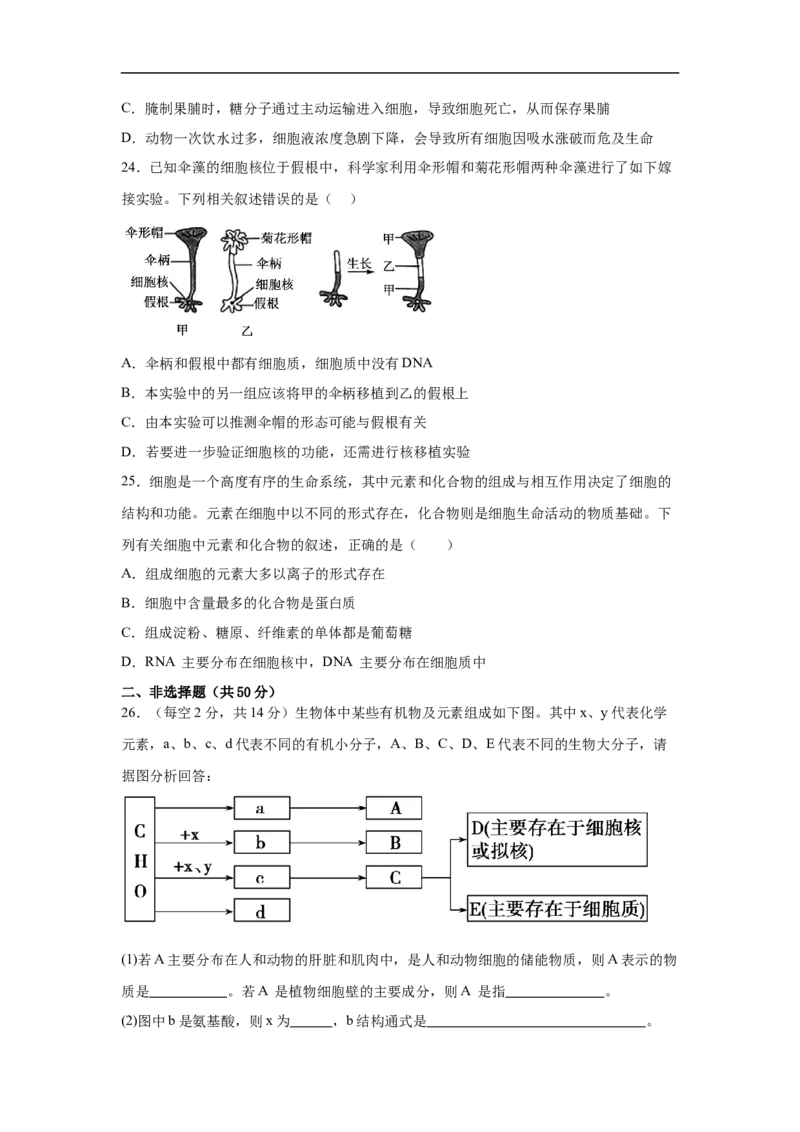 四川省内江市第一中学2025-2026学年高一上学期12月月考生物试题（含答案）_2024-2025高一（7-7月题库）_2026年1月高一_260115四川省内江市第一中学2025-2026学年高一上学期12月月考