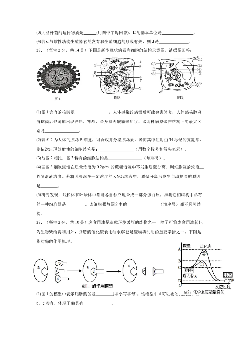 四川省内江市第一中学2025-2026学年高一上学期12月月考生物试题（含答案）_2024-2025高一（7-7月题库）_2026年1月高一_260115四川省内江市第一中学2025-2026学年高一上学期12月月考