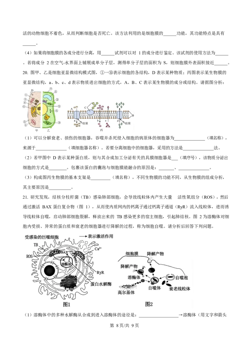 广东省阳江市高新区2024-2025学年高一上学期期末考试生物试卷（含答案）_2024-2025高一（7-7月题库）_2025年03月试卷_0308广东省阳江市高新区2024-2025学年高一上学期1月期末考试