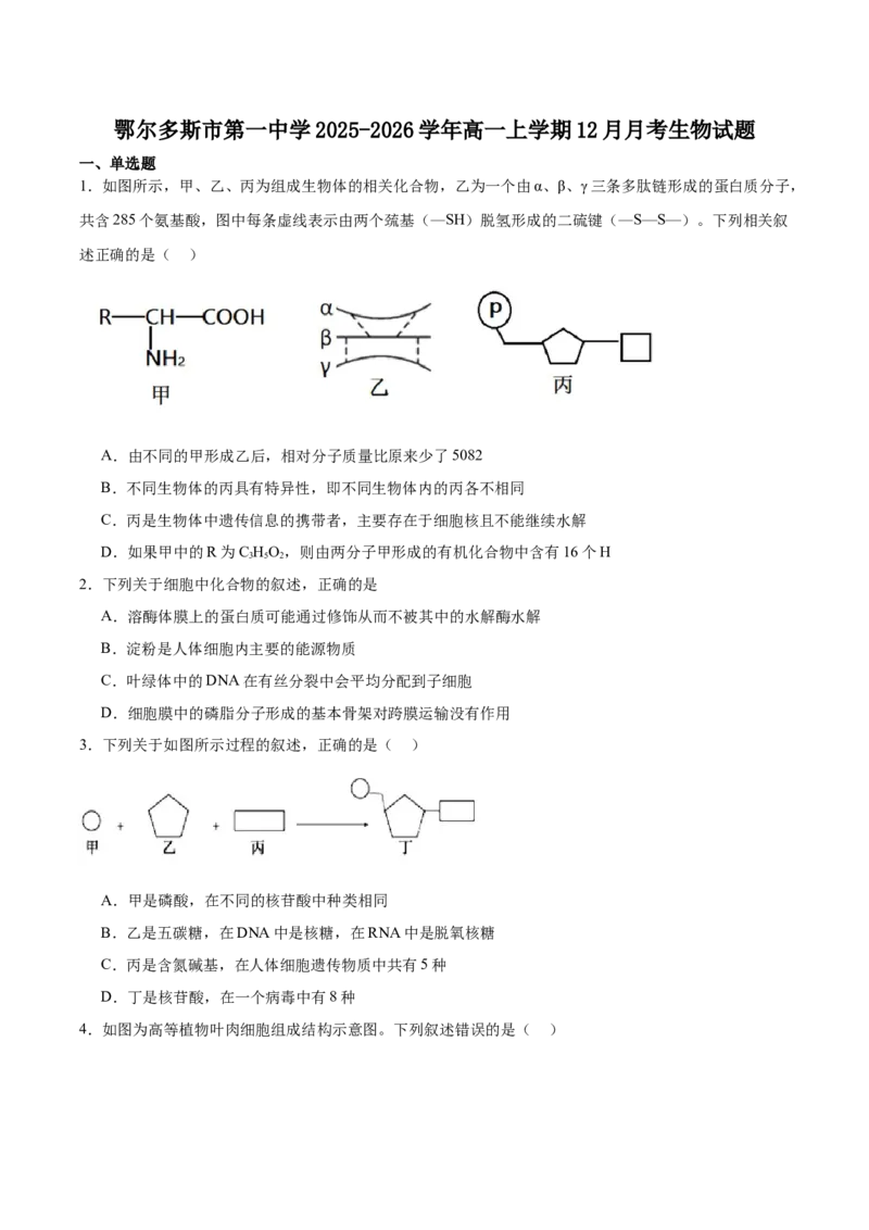 内蒙古自治区鄂尔多斯市第一中学2025-2026学年高一上学期12月月考生物试卷（含答案）_2024-2025高一（7-7月题库）_2026年1月高一