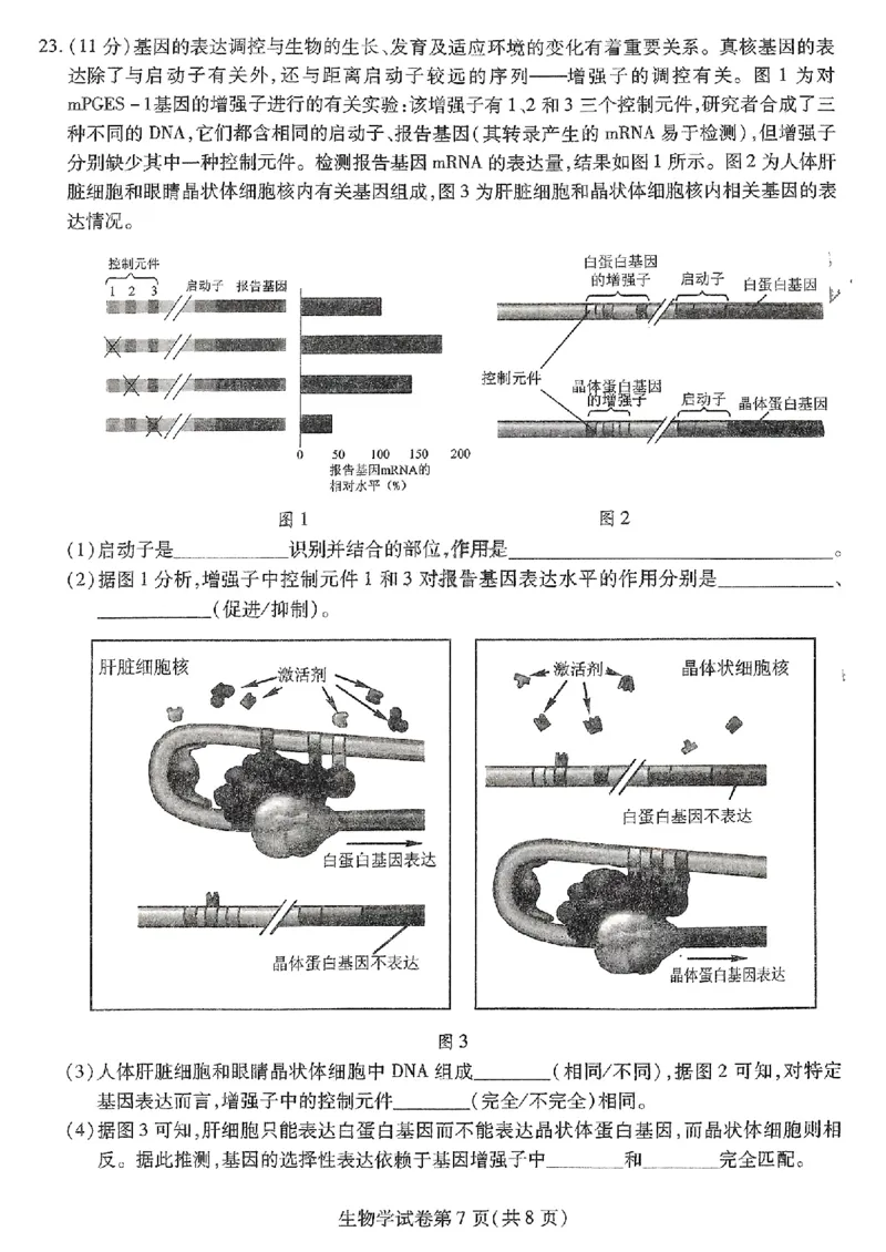 东北三省三校二模-生物+(1)_2024年4月_024月合集_2024届东北三省三校高三第二次联合模拟考试
