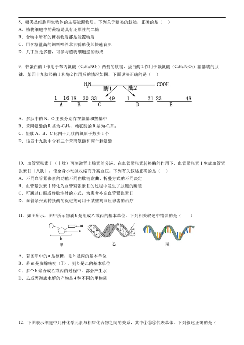 广东省阳江市高新区2024-2025学年高一上学期11月期中考试生物Word版含答案_2024-2025高一（7-7月题库）_2024年11月试卷_1122广东省阳江市高新区2024-2025学年高一上学期11月期中考试