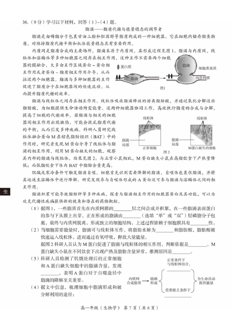 北京市海淀区2024-2025学年高一上学期1月期末考试生物试卷（扫描版有答案）_2024-2025高一（7-7月题库）_2025年01月试卷_0123北京市海淀区2024-2025学年高一上学期期末考试