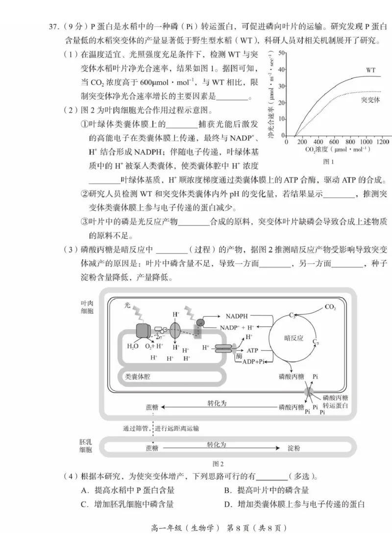 北京市海淀区2024-2025学年高一上学期1月期末考试生物试卷（扫描版有答案）_2024-2025高一（7-7月题库）_2025年01月试卷_0123北京市海淀区2024-2025学年高一上学期期末考试