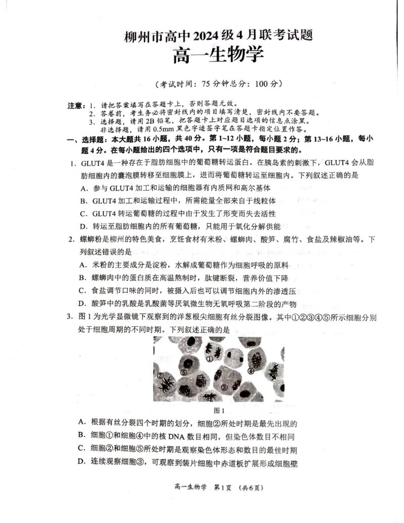 广西柳州市2024-2025学年高一下学期4月联考生物试卷（无答案）_2024-2025高一（7-7月题库）_2025年05月试卷_0516广西柳州市2024-2025学年高一下学期4月联考