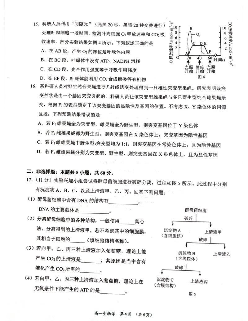 广西柳州市2024-2025学年高一下学期4月联考生物试卷（无答案）_2024-2025高一（7-7月题库）_2025年05月试卷_0516广西柳州市2024-2025学年高一下学期4月联考