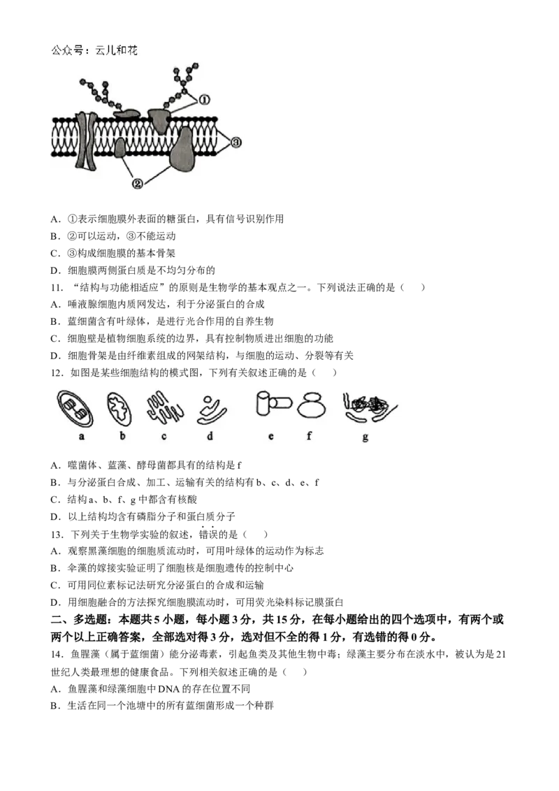 河北省保定市六校联盟2024-2025学年高一上学期11月期中联考生物试题（含答案）_2024-2025高一（7-7月题库）_2024年11月试卷_1114河北省保定市六校联盟2024-2025学年高一上学期11月期中