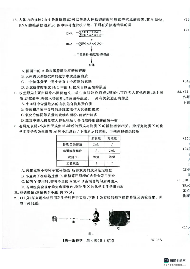 山东省菏泽市鄄城县第一中学2024-2025学年高一上学期10月月考生物试题_2024-2025高一（7-7月题库）_2024年10月试卷_1024山东省菏泽市鄄城县第一中学2024-2025学年高一上学期10月月考