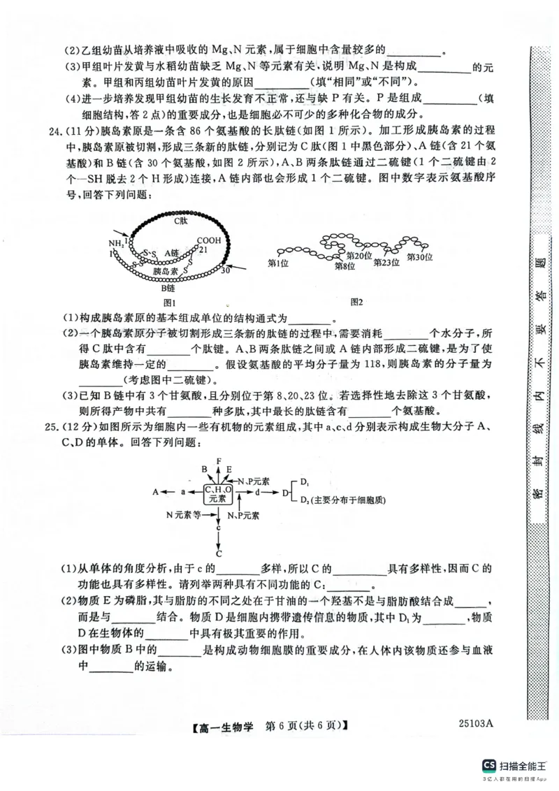 山东省菏泽市鄄城县第一中学2024-2025学年高一上学期10月月考生物试题_2024-2025高一（7-7月题库）_2024年10月试卷_1024山东省菏泽市鄄城县第一中学2024-2025学年高一上学期10月月考