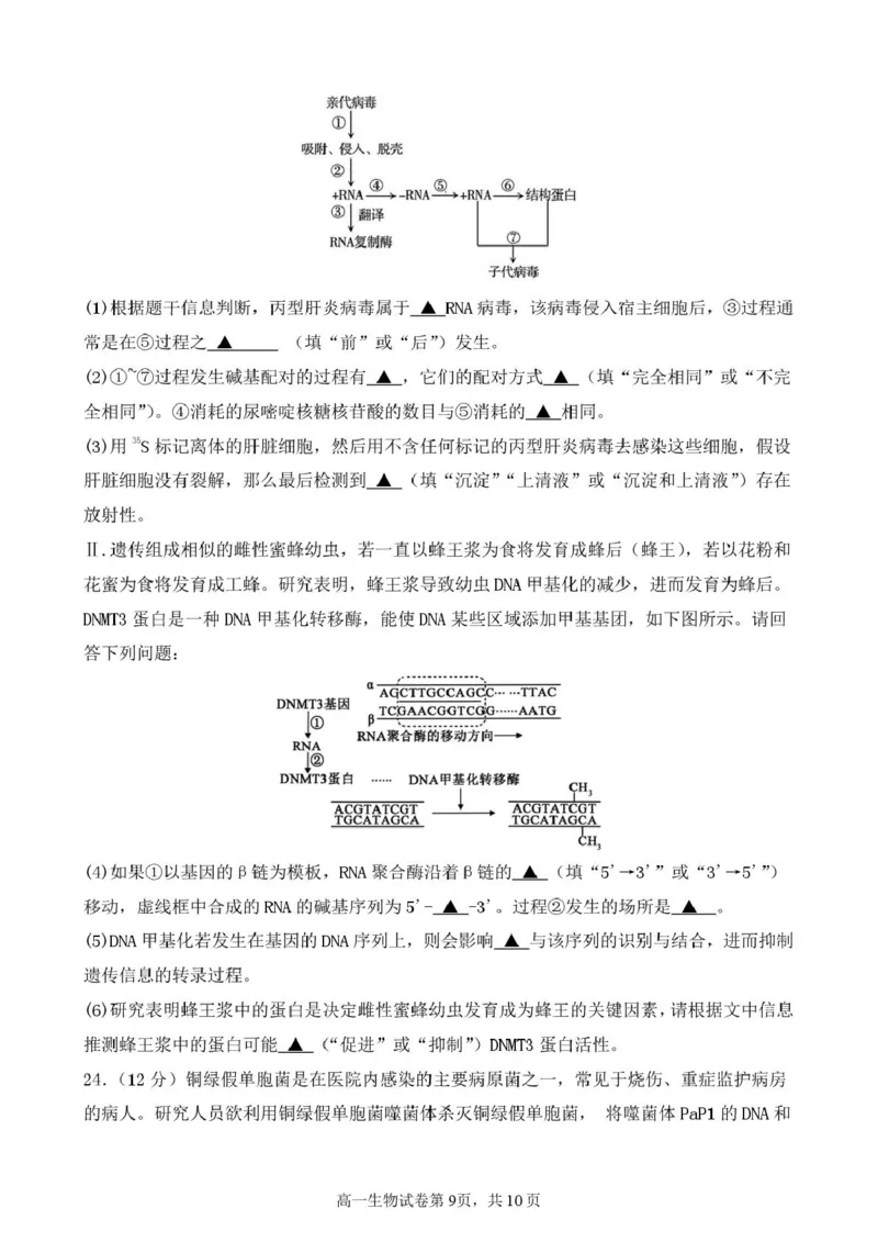 江苏省盐城市五校2024-2025学年高一下学期5月期中生物试卷（扫描版，含答案）_2024-2025高一（7-7月题库）_2025年05月试卷_0520江苏省盐城市五校2024-2025学年高一下学期5月期中