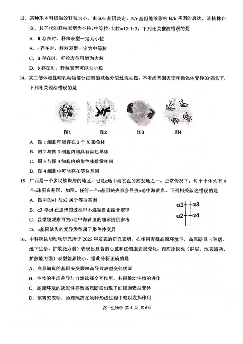 广西河池市2024-2025学年高一下学期7月期末考试生物PDF版含解析_2024-2025高一（7-7月题库）_2025年7月_250715广西河池市2024-2025学年高一下学期7月期末考试