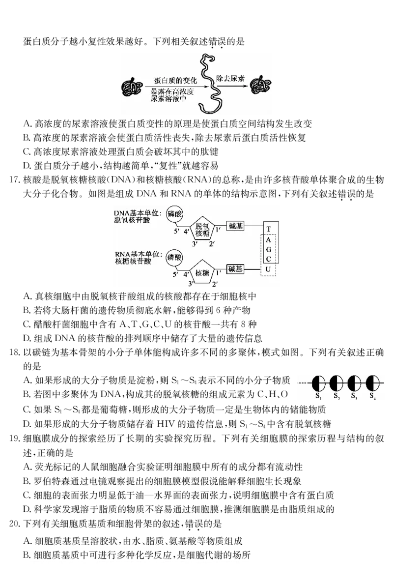 广东省深圳市盟校联盟2024-2025学年高一上学期11月期中考试生物PDF版含解析（可编辑）_2024-2025高一（7-7月题库）_2024年11月试卷