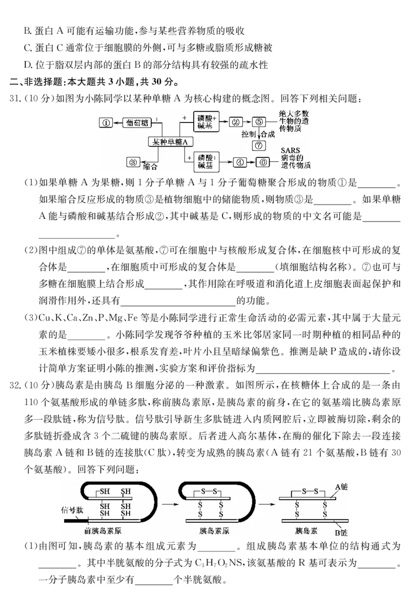 广东省深圳市盟校联盟2024-2025学年高一上学期11月期中考试生物PDF版含解析（可编辑）_2024-2025高一（7-7月题库）_2024年11月试卷