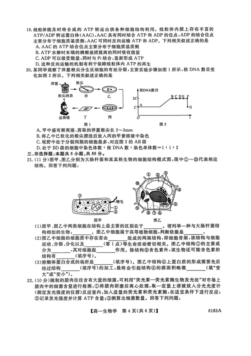 吉林省吉林市外五县各高中2025-2026学年高一上学期1月期末考试生物试卷(图片版含解析)_2024-2025高一（7-7月题库）_2026年1月高一