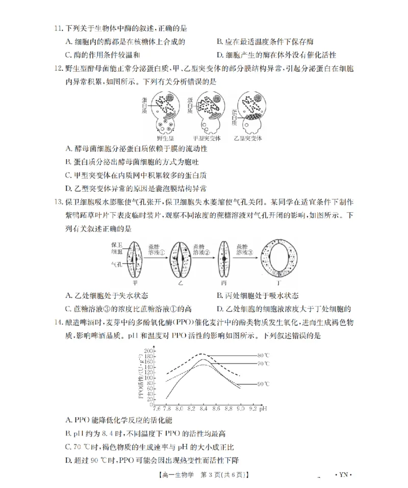 云南省2028届高一上学期12月联考（26-002A）生物_2024-2025高一（7-7月题库）_2026年1月高一_260107金太阳&middot;云南省2028届高一上学期12月联考（26-002A）（全）