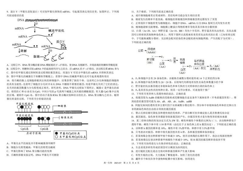 四川省成都市树德中学2024-2025学年高一下学期期末考试生物PDF版含答案（可编辑）_2024-2025高一（7-7月题库）_2025年7月_250712四川省成都市树德中学2024-2025学年高一下学期期末考试