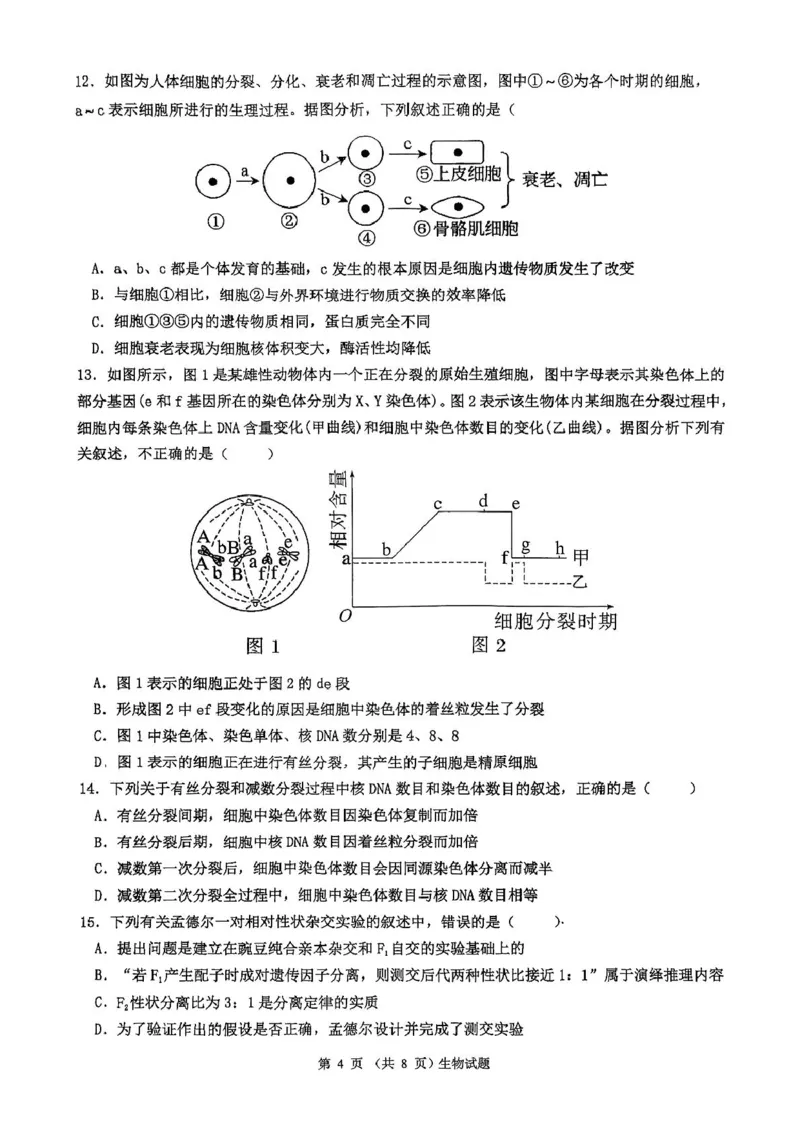广东省河源市河源中学2024-2025学年高一下学期第一次教学质量检测（3月）生物试卷（PDF版，含解析）_2024-2025高一（7-7月题库）_2025年04月试卷