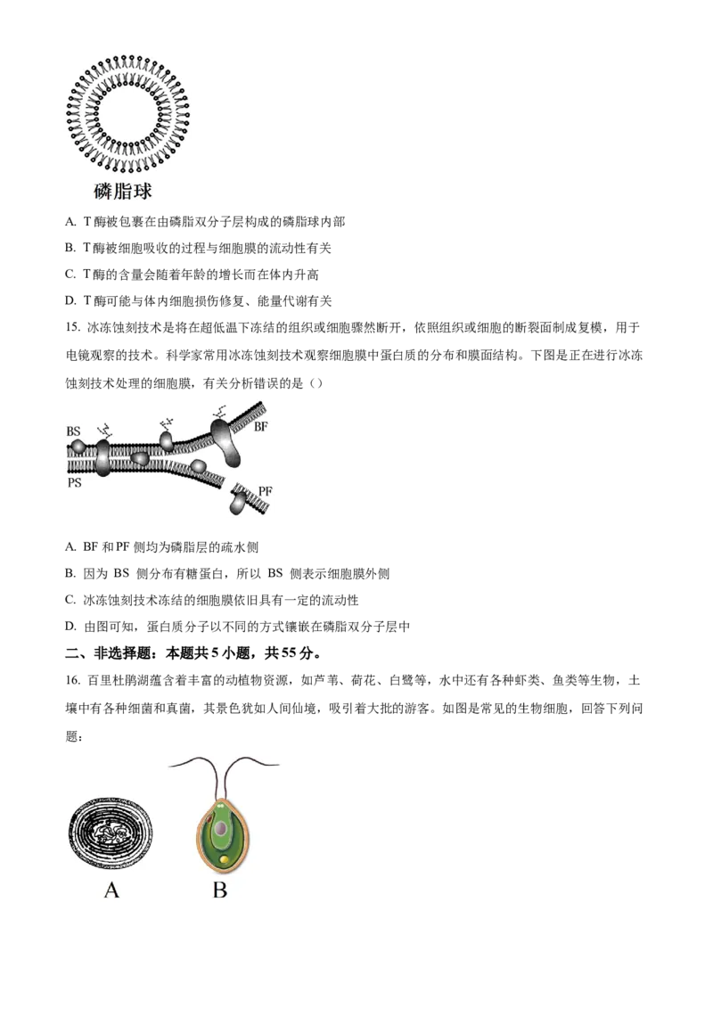 安徽省滁州市九校联考2024-2025学年高一上学期11月期中考试生物（含答案）_2024-2025高一（7-7月题库）_2024年11月试卷_1124安徽省滁州市九校联考2024-2025学年高一上学期11月期中考试