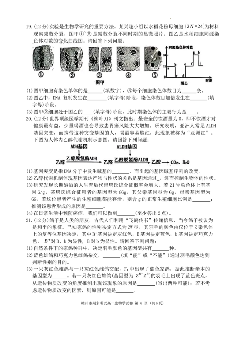 江西省赣州市2023-2024学年高一下学期7月期末生物试题_2024-2025高一（7-7月题库）_2024年7月试卷_0729江西省赣州市2023-2024学年高一下学期期末考试
