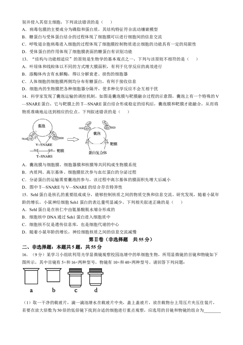 安徽省蚌埠市A层高中2024-2025学年高一上学期11月期中考试生物Word版含答案_2024-2025高一（7-7月题库）_2024年11月试卷_1125安徽省蚌埠市A层高中2024-2025学年高一上学期11月期中考试