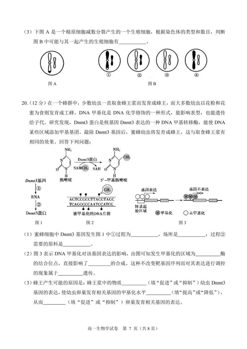 广西南宁市部分学校2024-2025学年高一下学期6月期末考试生物PDF版含解析_2024-2025高一（7-7月题库）_2025年7月_250704广西南宁市部分学校2024-2025学年高一下学期6月期末考试