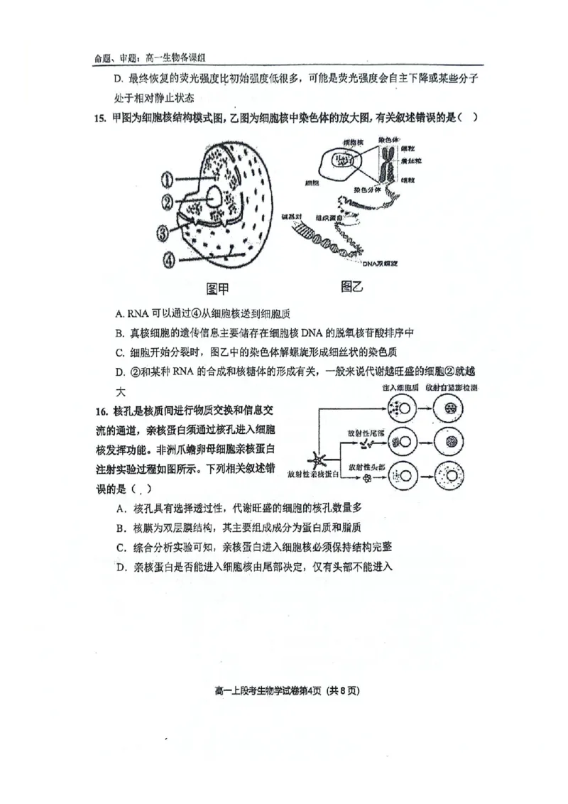 南宁二中2024年秋季期中高一生物试卷_2024-2025高一（7-7月题库）_2024年11月试卷_1111广西南宁二中2024-2025学年高一秋季期中考试