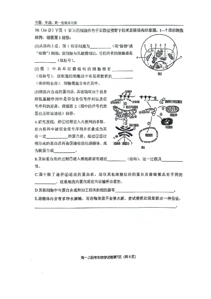 南宁二中2024年秋季期中高一生物试卷_2024-2025高一（7-7月题库）_2024年11月试卷_1111广西南宁二中2024-2025学年高一秋季期中考试