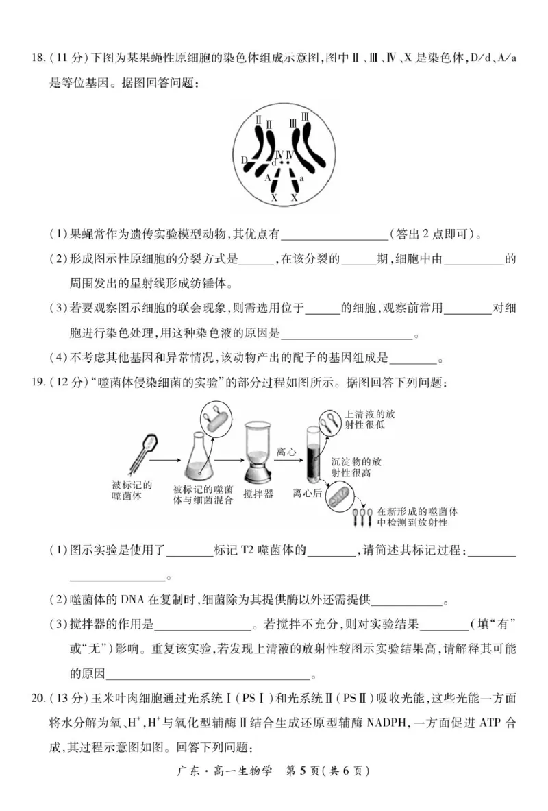 广东省2024-2025学年高一下学期4月期中联考试题生物PDF版含解析_2024-2025高一（7-7月题库）_2025年04月试卷_0429广东省2024-2025学年高一下学期4月期中联考试题