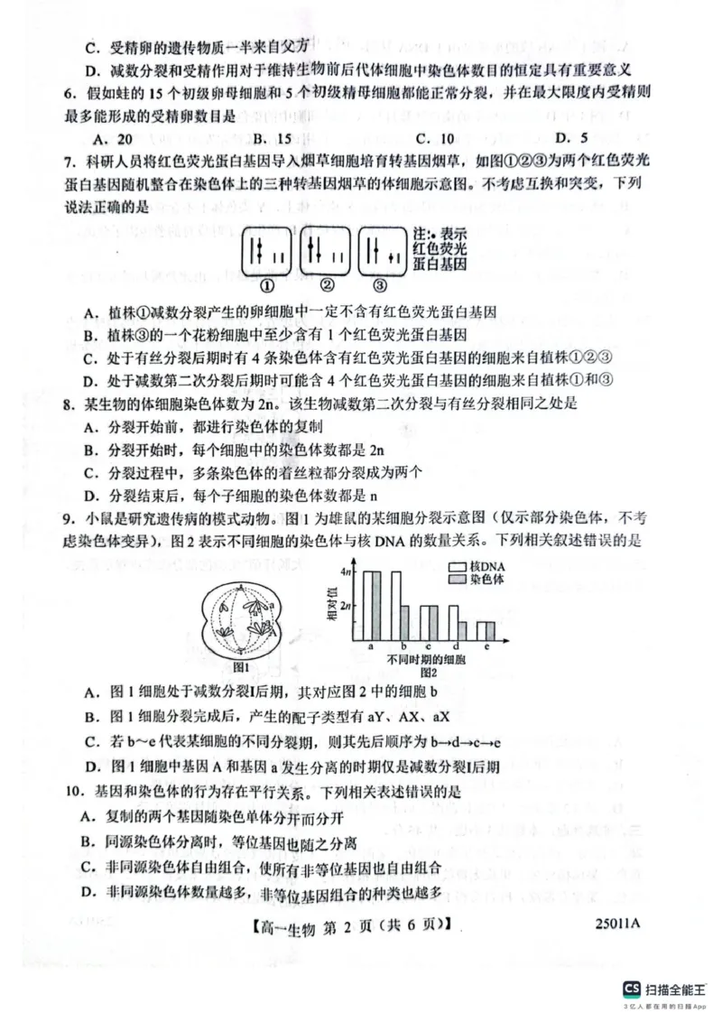 山东省菏泽市鄄城县第一中学2024-2025学年高一下学期4月月考生物试题（有解析）_2024-2025高一（7-7月题库）_2025年04月试卷_0411山东省菏泽市鄄城县第一中学2024-2025学年高一下学期4月月考