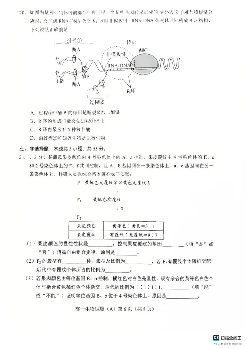 山东省菏泽市2024-2025学年高一下学期期中考试生物试题（A）（扫描版，含答案）_2024-2025高一（7-7月题库）_2025年05月试卷_0530山东省菏泽市2024-2025学年高一下学期4月期中考试