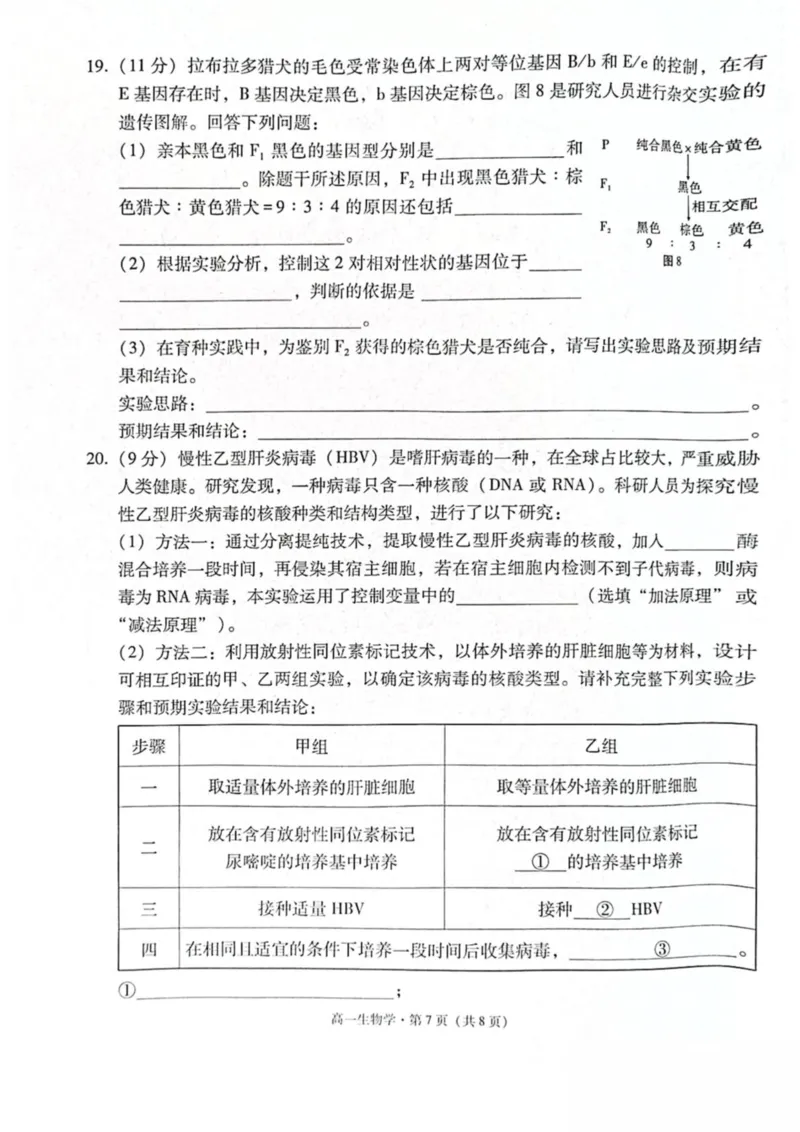 云南省保山市2024-2025学年高一下学期4月期中考试生物PDF版含解析_2024-2025高一（7-7月题库）_2025年05月试卷_0529云南省保山市2024-2025学年高一下学期4月期中考试