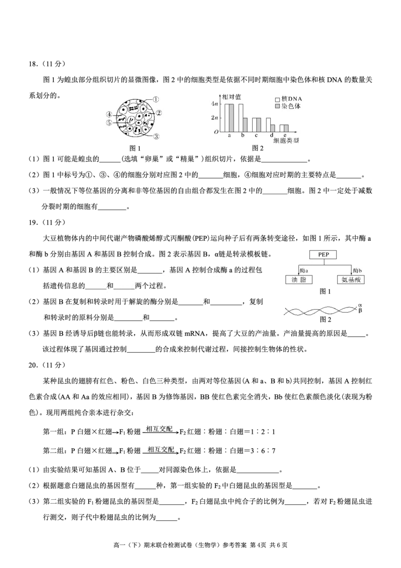2025年重庆高一康德期末生物试卷及答案_2024-2025高一（7-7月题库）_2025年7月_250704重庆康德教育2025年高一下期末联合检测试卷