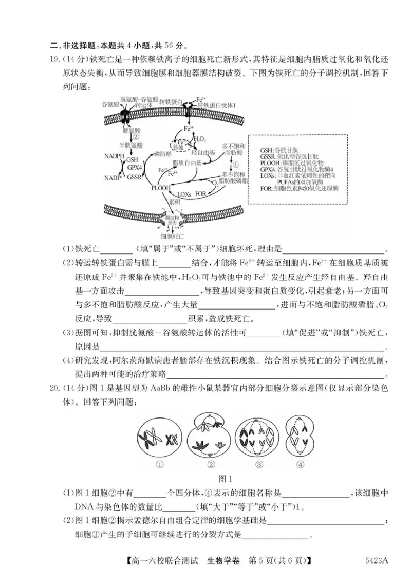 广东省六校（清中、河中、惠中、茂中等）2024-2025学年高一下学期5月联合测试生物试卷（扫描版，有答案）_2024-2025高一（7-7月题库）_2025年6月7.10新增