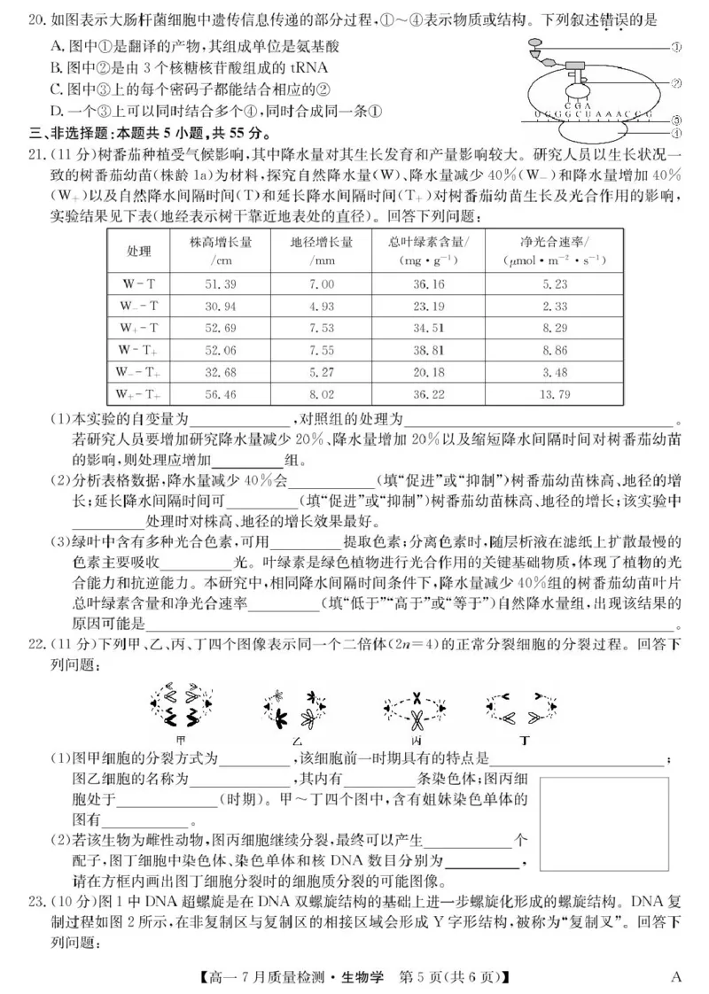 江西省宜春市部分重点中学2024-2025学年高一下学期7月联考生物试卷（扫描版，含答案）_2024-2025高一（7-7月题库）_2025年7月