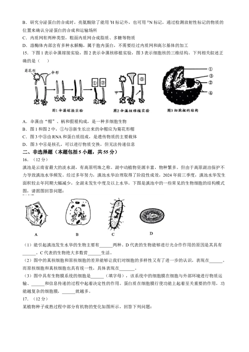 安徽省宿州市省、市示范高中2024-2025学年高一上学期11月期中考试生物试题（含答案）_2024-2025高一（7-7月题库）_2024年11月试卷