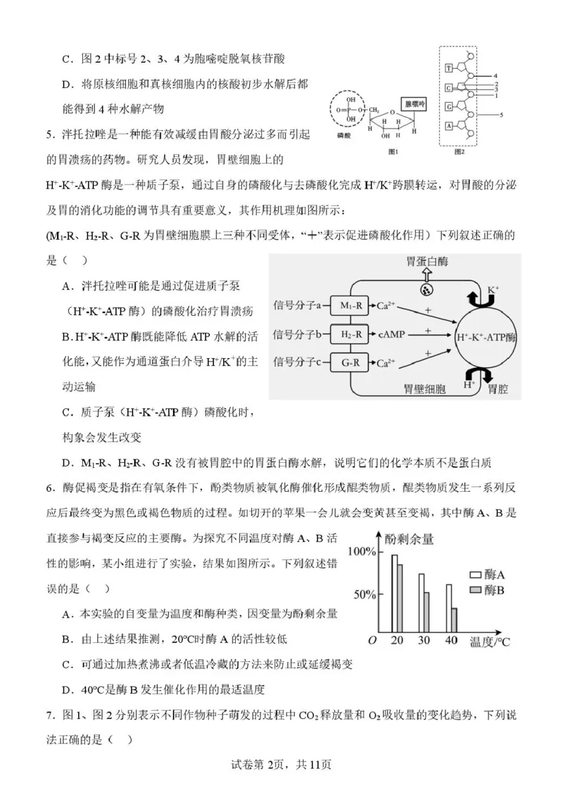 山东省潍坊市诸城繁华中学2025-2026学年高一上学期12月质量检测生物试卷（图片版，含解析）_2024-2025高一（7-7月题库）_2026年1月高一