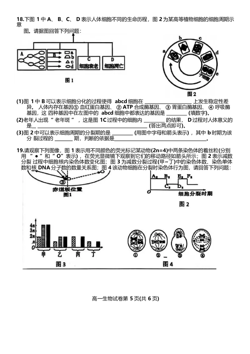 江西省萍乡市2024-2025学年高一下学期4月期中考试生物Word版含答案_2024-2025高一（7-7月题库）_2025年05月试卷_0521江西省萍乡市2024-2025学年高一下学期4月期中考试
