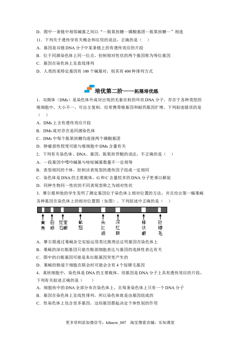 3.4基因通常是有遗传效应的DNA片段（原卷版）_E015高中全科试卷_生物试题_必修2_2.同步练习_2、课后培优练2023