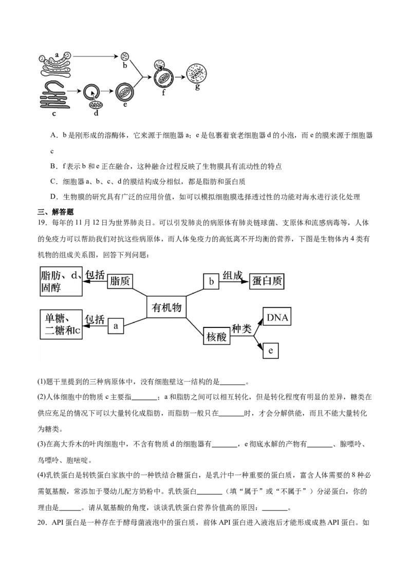 河北省保定市六校联盟2025-2026学年高一上学期期中联考试题生物Word版含答案_2024-2025高一（7-7月题库）_2026年1月高一_260104河北省保定市六校联盟2025-2026学年高一上学期期中联考试题