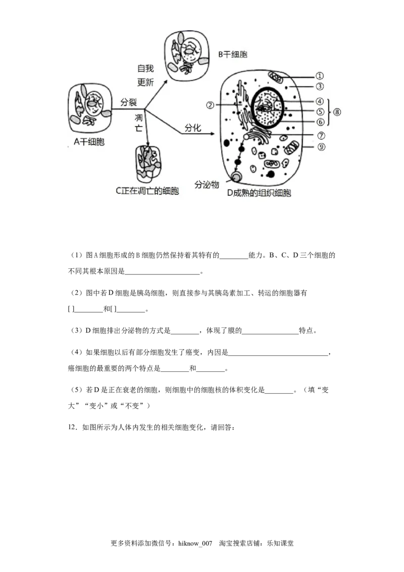 6.3细胞的衰老和死亡练习新教材人教版（2019）高中生物必修一_E015高中全科试卷_生物试题_必修1_2.同步练习_4.同步练习（第四套）